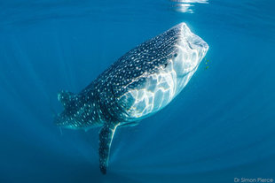 Whale Shark Surface Feeding at Mafia Island, Tanzania