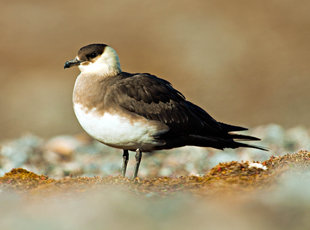 Arctic Skua in Spitsbergen - David Slater