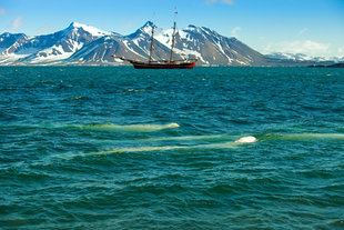 Beluga Whales in Spitsbergen - David Slater