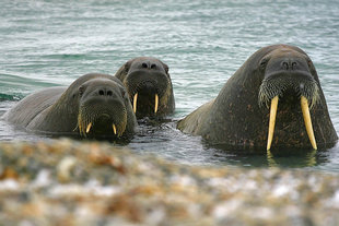 Walrus in Spitsbergen - Richard Escott