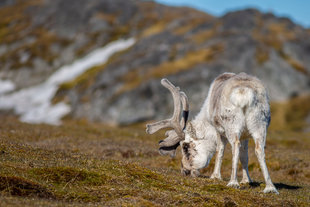 Svalbard Reindeer in Spitsbergen - Karen Czekalski