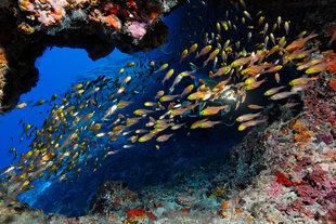 Glassy Sweeper in the Maldives - U Kefrig