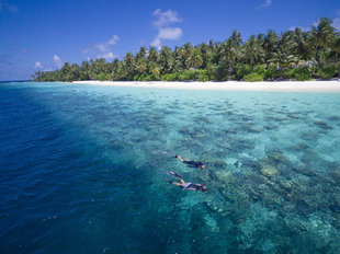 House Reef Snorkelling in the Maldives on Faafu Atoll