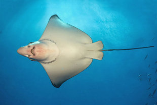 Eagle Ray in the Maldives