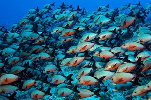 Humpback Snapper in the Maldives - U Kefrig