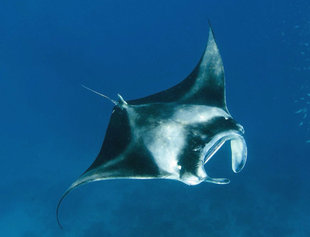 Diving with Manta Rays on Maldives Dive Liveaboard
