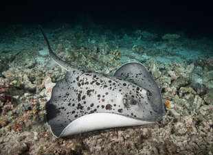 In Search of Sharks Maldives Dive Liveaboard central atolls