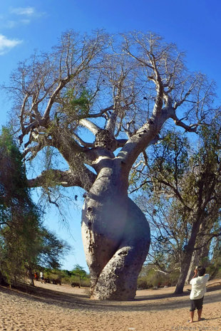 Baobab Amoureaux, Tropical Dry Forests of Morondava Madagascar - photograph by Kathleen Varcoe