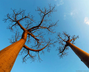 Baobab Canopy - Avenue of Baobabs, Madagascar - photograph by Kathleen Varcoe