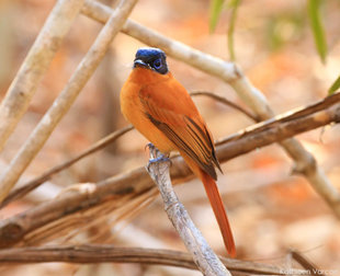 Rufus Flycatcher (female) in Kirindy Tropical Dry Forest, Madagascar - photograph by Kathleen Varcoe