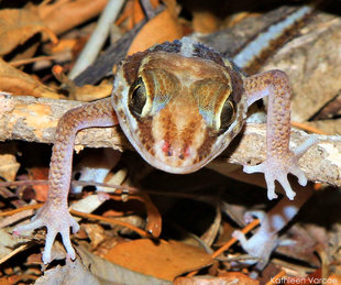 Big-Headed Gecko of the Kirindy and Marofandilia dry forests in Madagascar - wildlife photograph by Kathleen Varcoe
