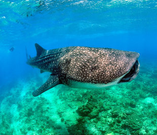 Snorkelling with Whale Sharks in the Maldives