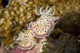 Nudibranc - Chromodoris Tritos - in the Maldives