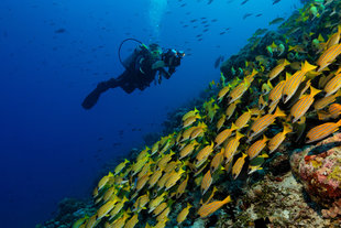 Maldives Island Resort with Dive Centre - U Kefrig