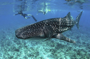 Snorkeling with Whale Sharks in the Maldives