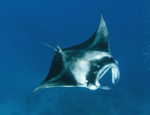 Dive with Manta Rays in the Maldives year round