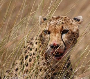 Cheetah makes a kill on the Savanna in Kenya - photography by John Goodwin