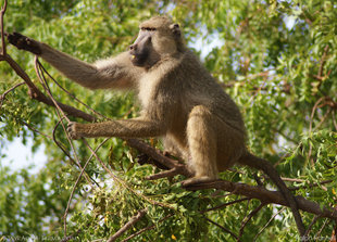 Olive Baboon in Tsavo East National Park - wildlife safari photography Ralph Pannell Aqua-Firma