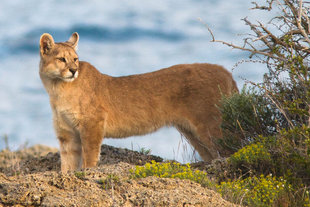 Puma in Torres del Paine