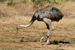 Darwin's Rhea