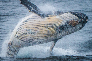 Humpback Whale