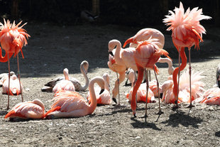 Flamingos