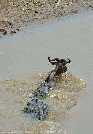 Great-Migration-Nile-crocodile-kills-wildebeest-Mara-River-Kenya-Masai-Mara-Serengeti-Shaowen-Lin.jpg