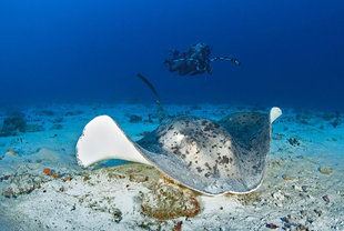 Round Ribbontail on Maldives Dive Liveaboard to South Central Atolls