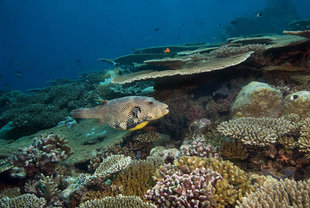 Scribbled Pufferfish on Maldives Dive Liveaboard to South Central Atolls