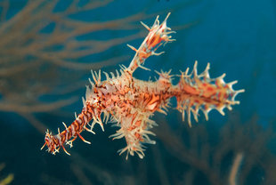 Ornate Ghost Pipefish on Maldives Dive Liveaboard