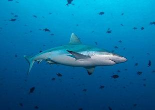 Diving with Sharks on Maldives Dive Liveaboard