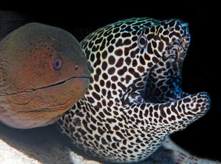 Moray Eels in the Maldives on Deep South Dive Liveaboard