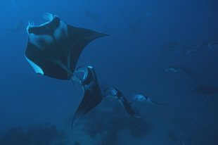 Dive with Manta Rays on Maldives Deep Southern Atolls Dive Liveaboard Addu
