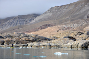 Kayaking beside Nordenskiöld glacier
