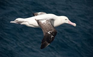 wandering-albatross-antarctica-birdlife-wildlife-marine-life-holiday-cruise.jpeg