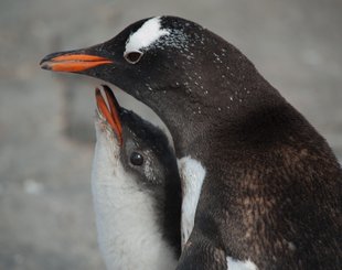 gentoo-chick-waiting-to-be-fed-antarctica.jpeg