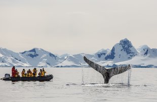 zodiac-cruising-antarctica-whale-voyage-david-merron.jpg