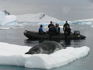 divers-seal-icerberg-zodiac-ice-antarctica-wildlife-wilderness-cruise-voyage-diving.jpg