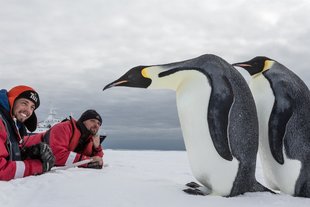emperor-penguin-couple-wildlife-marine-life-voyage-expedition-cruise-rolf-stange.jpeg