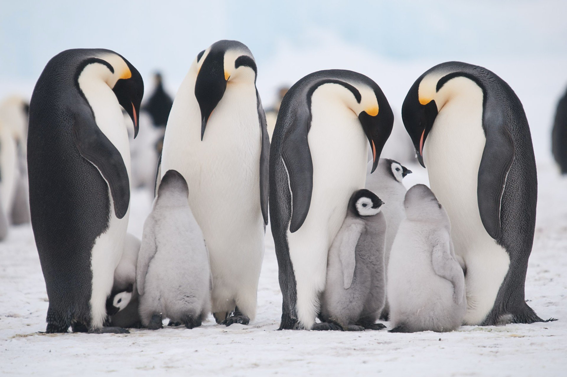 Где живет императорский пингвин. Императорский Пингвин в Антарктиде. Животные Антарктиды Императорский Пингвин. Антарктический Императорский Пингвин. Королевский Пингвин в Антарктиде.