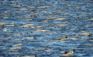 harp-seals-canadian-high-arctic-canada-polar-travel-wildlife-expedition-cruise-photography-northwest-passage-voyage-baffin-island-lancaster-sound-pod-rookery-herd-karen-bass-neil-nightingale.jpg