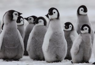 quark-exp-penguin-chicks-brett.jpg
