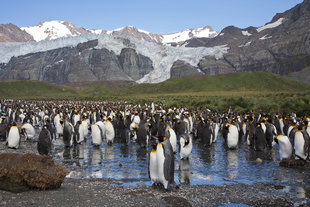 king-penguins-south-georgia-expedition-cruise-voyage-wildlife-marine-life-antarctica.jpg