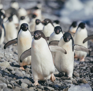 adelie-penguins-antarctica-wildlife-marine-life-voyage-cruise-holiday-polar-circle.jpg