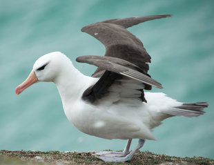 black-browed-albatross-falkland-islands-antarctic-voyage-wildlife-marine-life-cruise-voyage.jpg