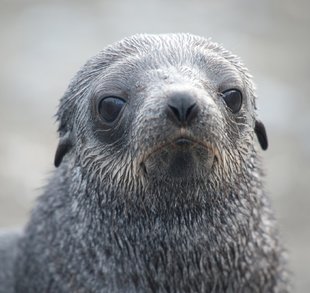 young-fur-seal-falklands-islands.jpeg