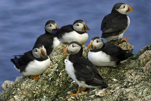 puffins-scotland-to-spitsbergen-expedition-cruise-voyage-arctic-birdwatching-wildlife-marine-life-polar-travel-rinie-van-meurs.jpg