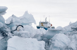 Shokalskiy & Adelie Penguin