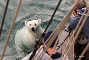 Polar Bear beside Antigua