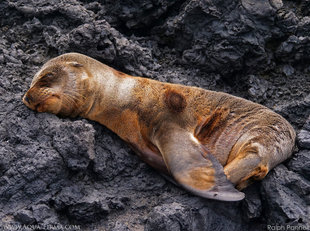 Galapagos-Sealion-lava-rocks-Las-Tintoreras-Ralph-Pannell-Aqua-Firma-2200.jpg